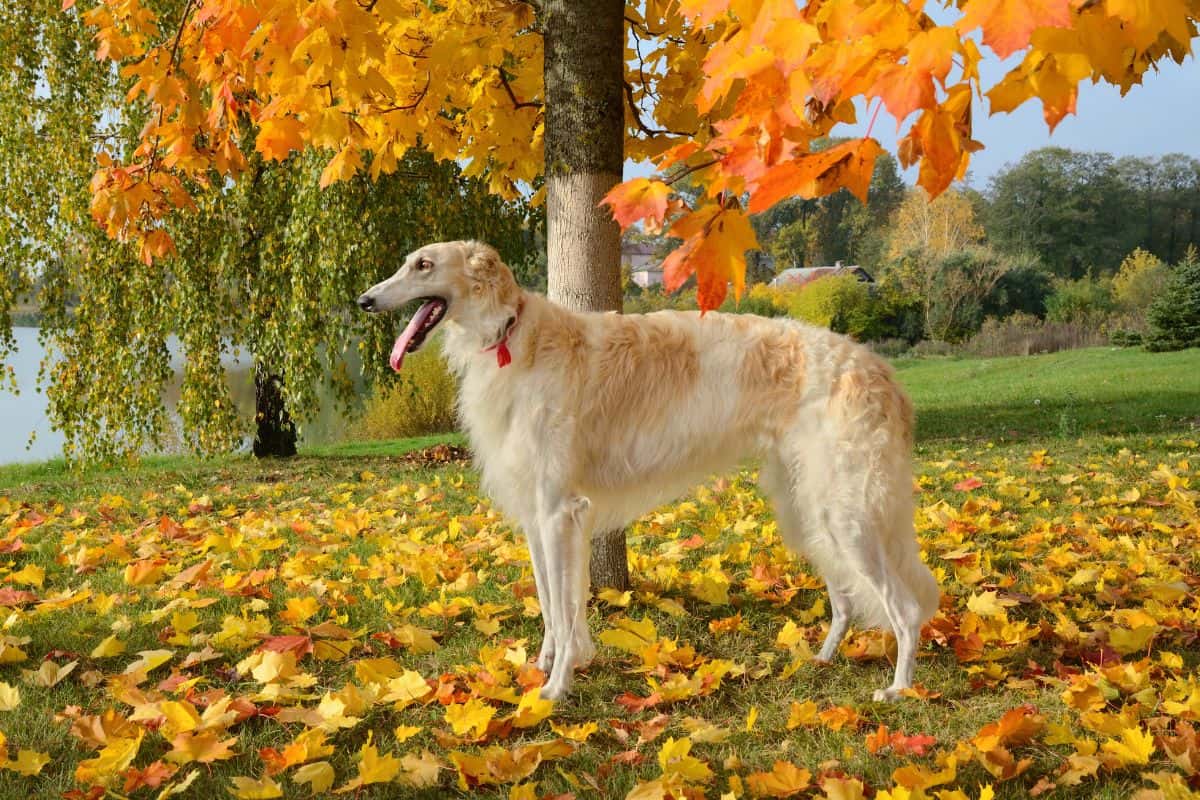 Cream-colored Borzoi standing under vibrant autumn maple leaves in a park.