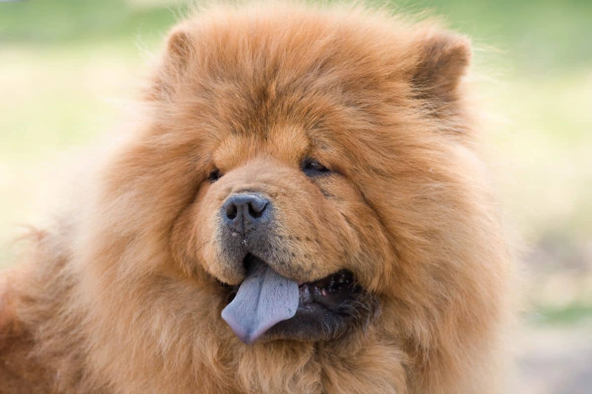 Fluffy Chow Chow dog with a thick reddish-brown coat and blue tongue.