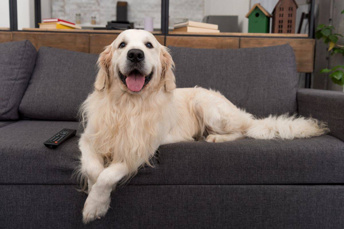Golden Retriever lying on a sofa indoors with its tongue out.