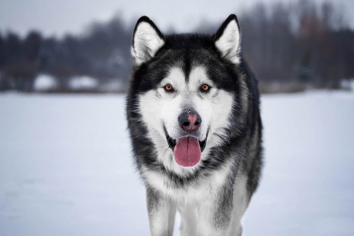 Black and white Husky standing on snow with a winter landscape in the background.