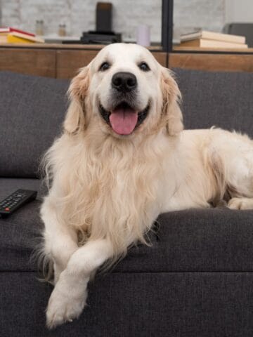 Golden Retriever relaxing on an indoor couch with its tongue hanging out.