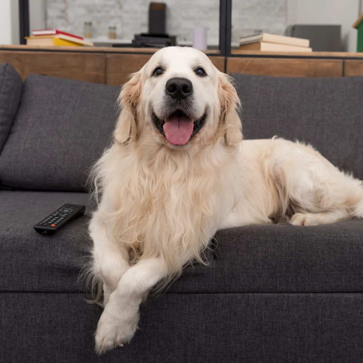 Golden Retriever relaxing on an indoor couch with its tongue hanging out.