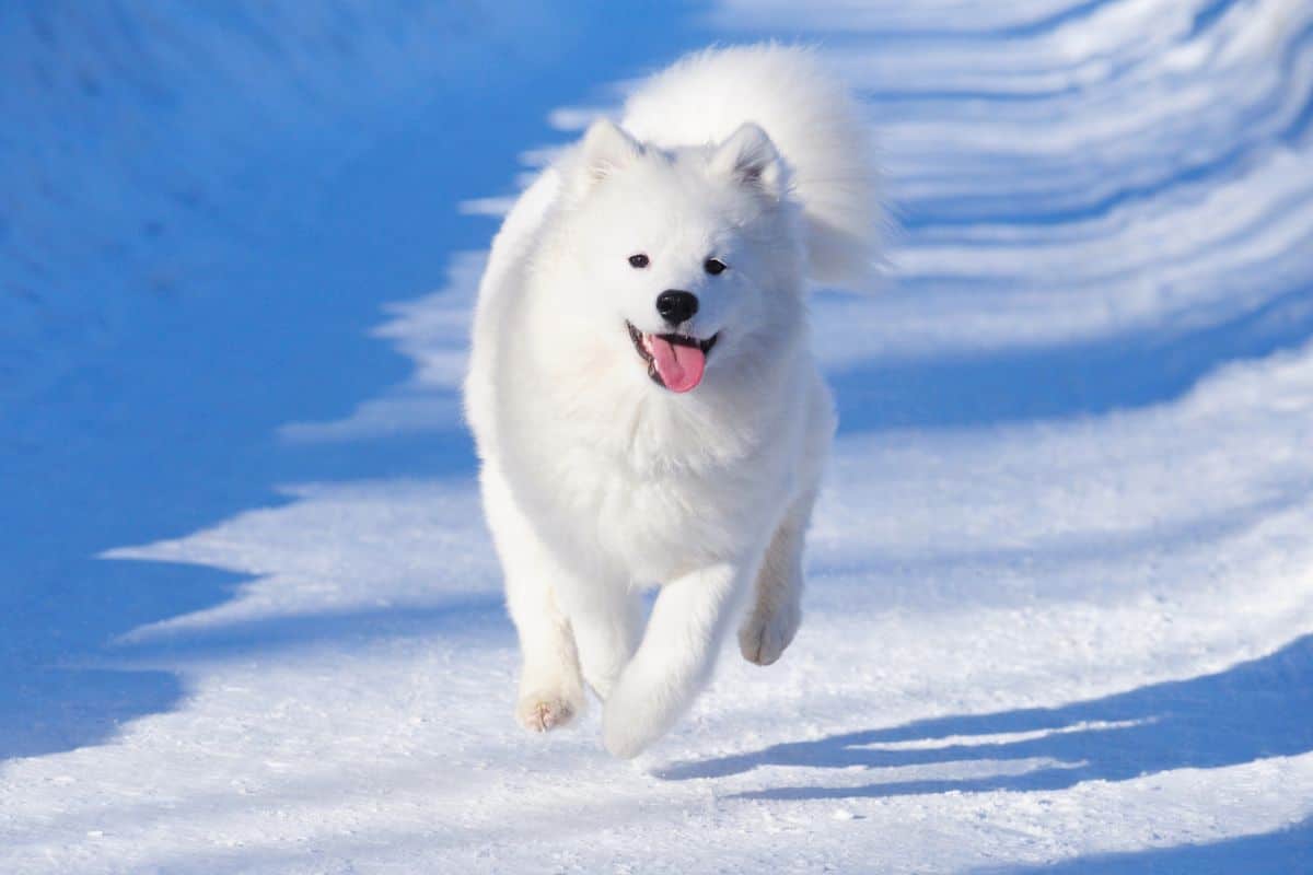 White Samoyed dog running happily through the snow.