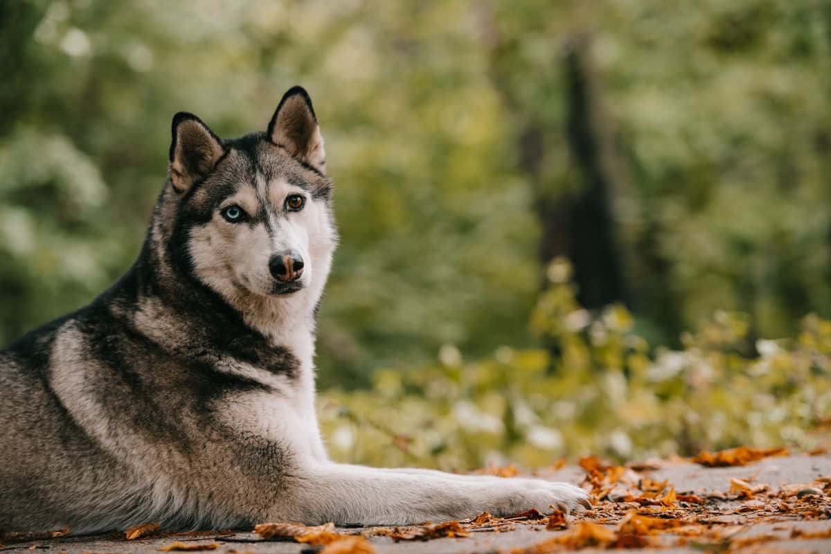 Siberian Husky with blue and brown eyes resting on a forest path.