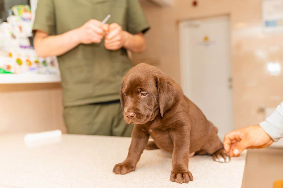 Chocolate Labrador puppy sitting on a veterinary exam table after vaccination.