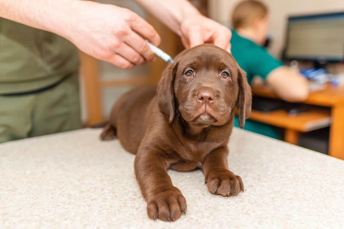Chocolate Labrador puppy receiving a vaccine injection at a veterinary clinic.