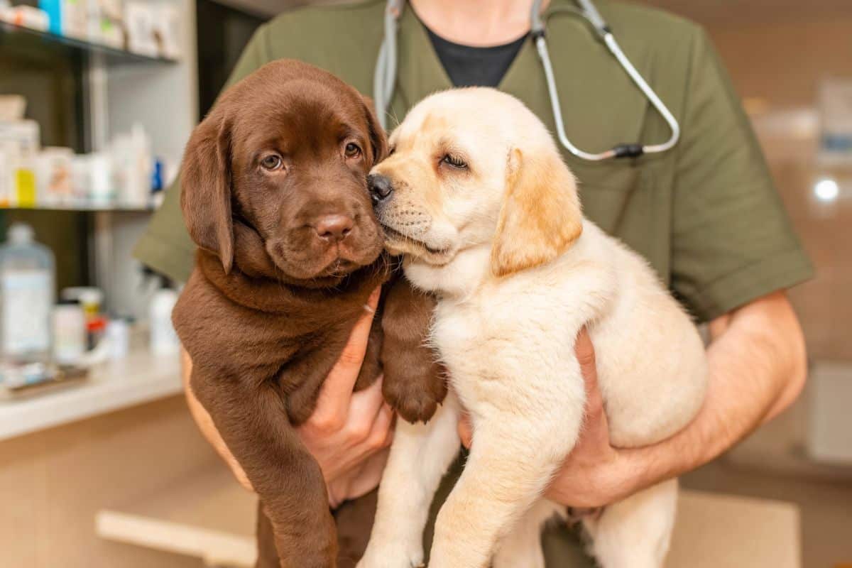 Two Labrador puppies being held by a veterinarian at a veterinary clinic.
