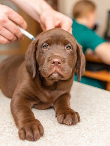 Brown Labrador puppy receiving a vaccination from a veterinarian.