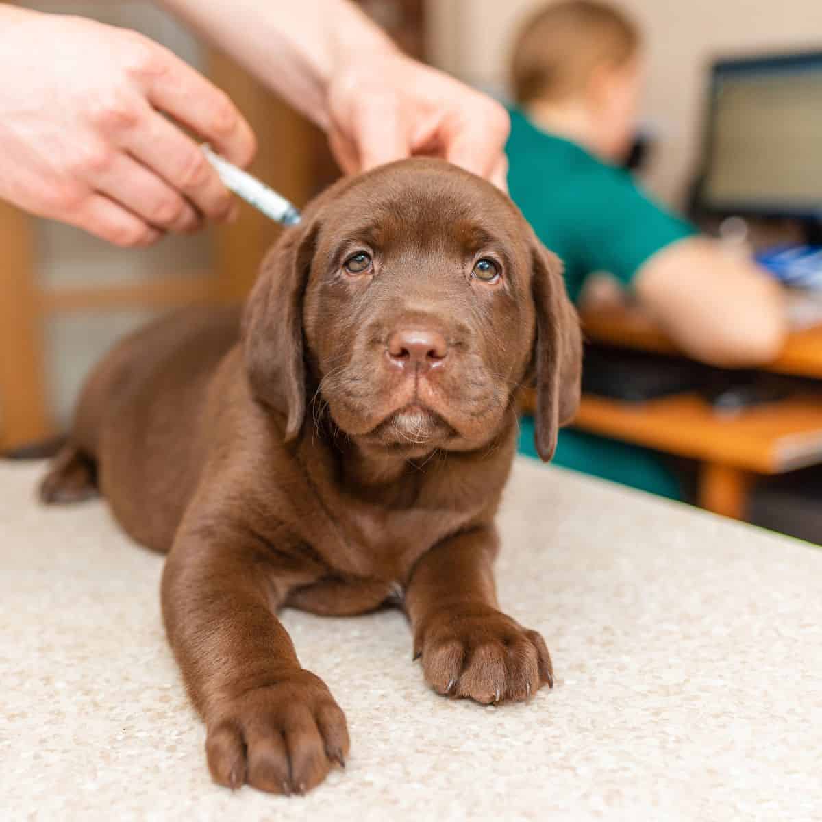 Brown Labrador puppy receiving a vaccination from a veterinarian.