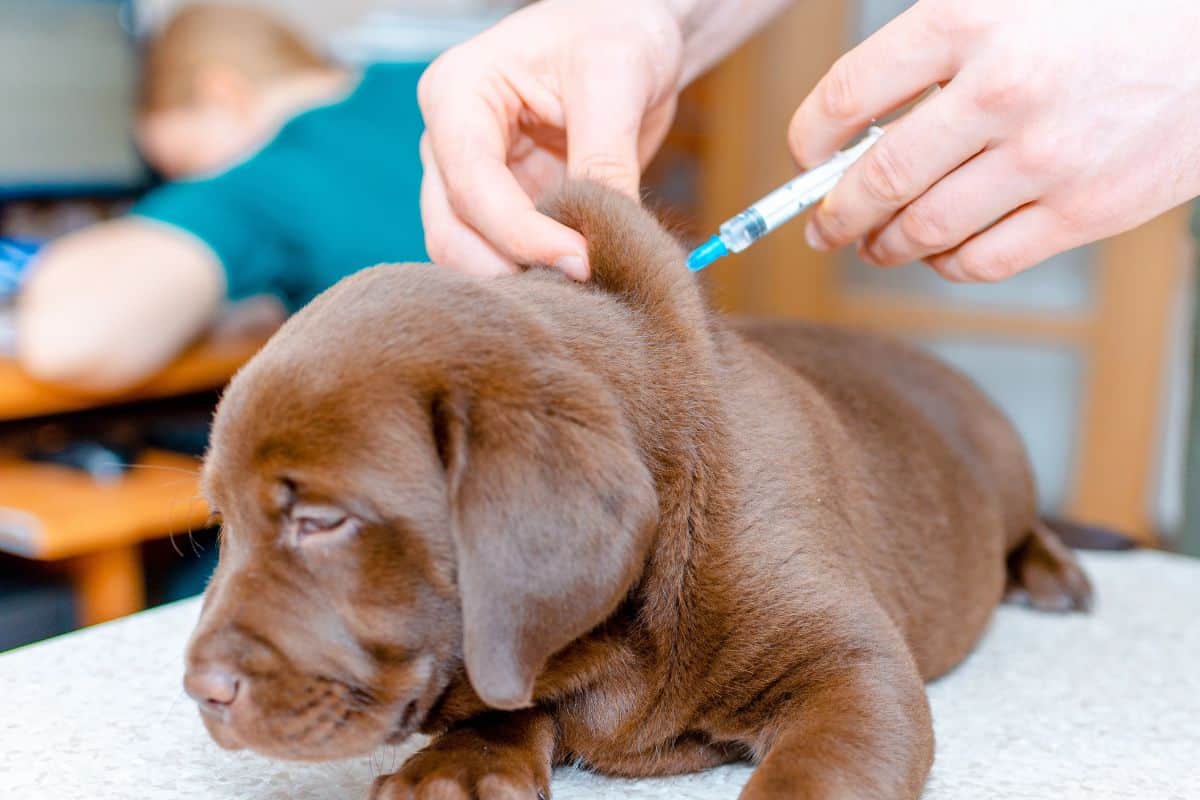 Puppy looking uncomfortable while receiving a vaccine injection at a veterinary clinic.