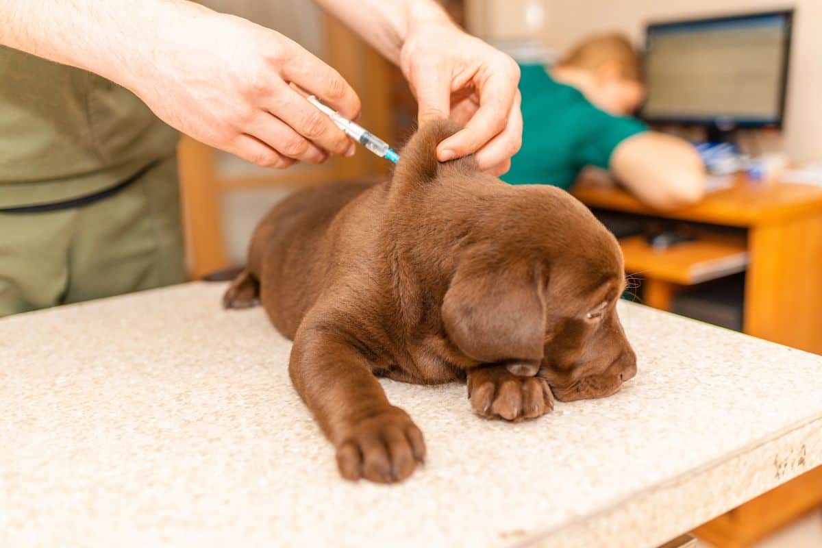 Brown puppy receiving a vaccine injection while resting on a veterinary exam table.