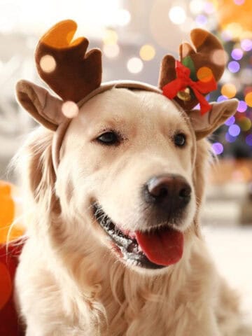 Golden retriever wearing festive reindeer antlers in front of a decorated Christmas tree with warm holiday lights.