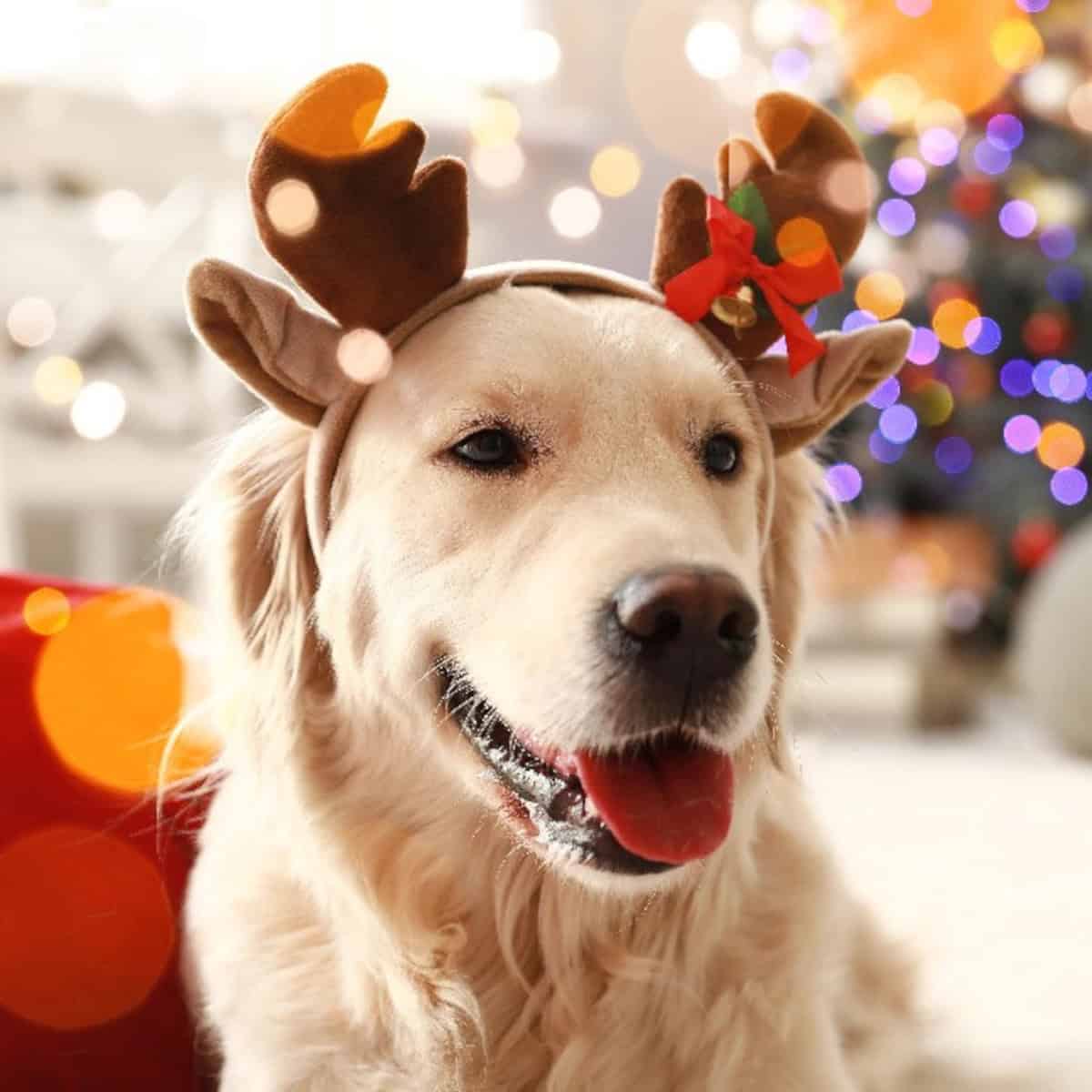 Golden retriever wearing festive reindeer antlers in front of a decorated Christmas tree with warm holiday lights.