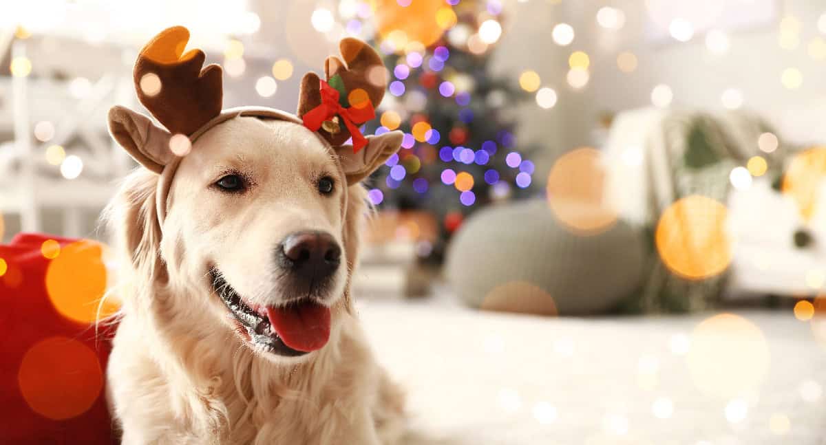 Golden retriever in reindeer antlers posing in a cozy Christmas living room with colorful bokeh lights and a decorated tree.