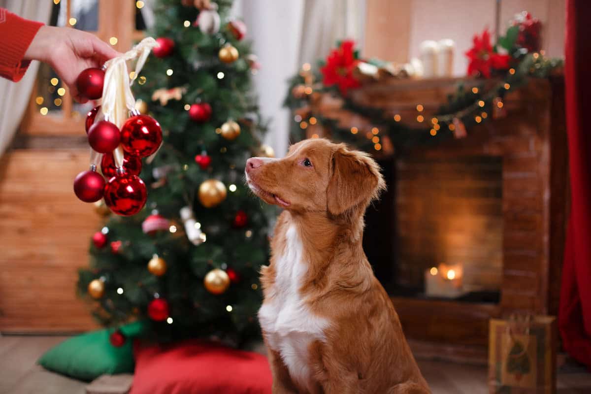 Brown and white dog looking up at Christmas ornaments beside a decorated Christmas tree and cozy fireplace.