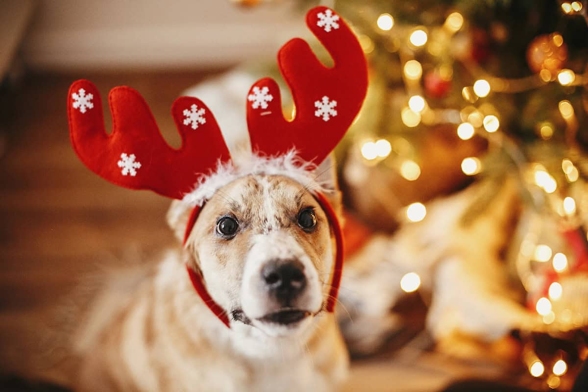 Small dog wearing red reindeer antlers sitting in front of glowing Christmas tree lights.
