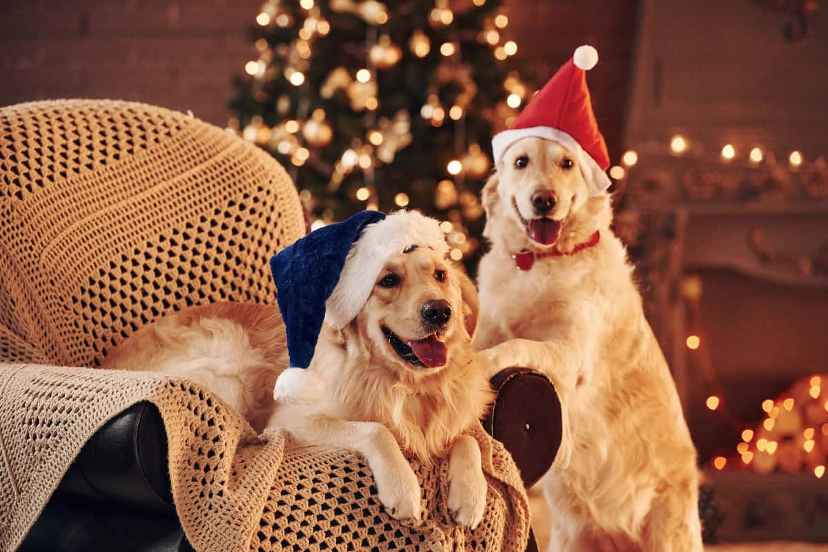 Two golden retrievers wearing Santa hats relaxing together in a cozy living room decorated for Christmas.