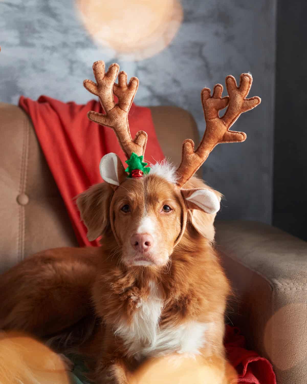 Brown dog wearing plush reindeer antlers sitting on a chair with festive holiday decorations in the background.