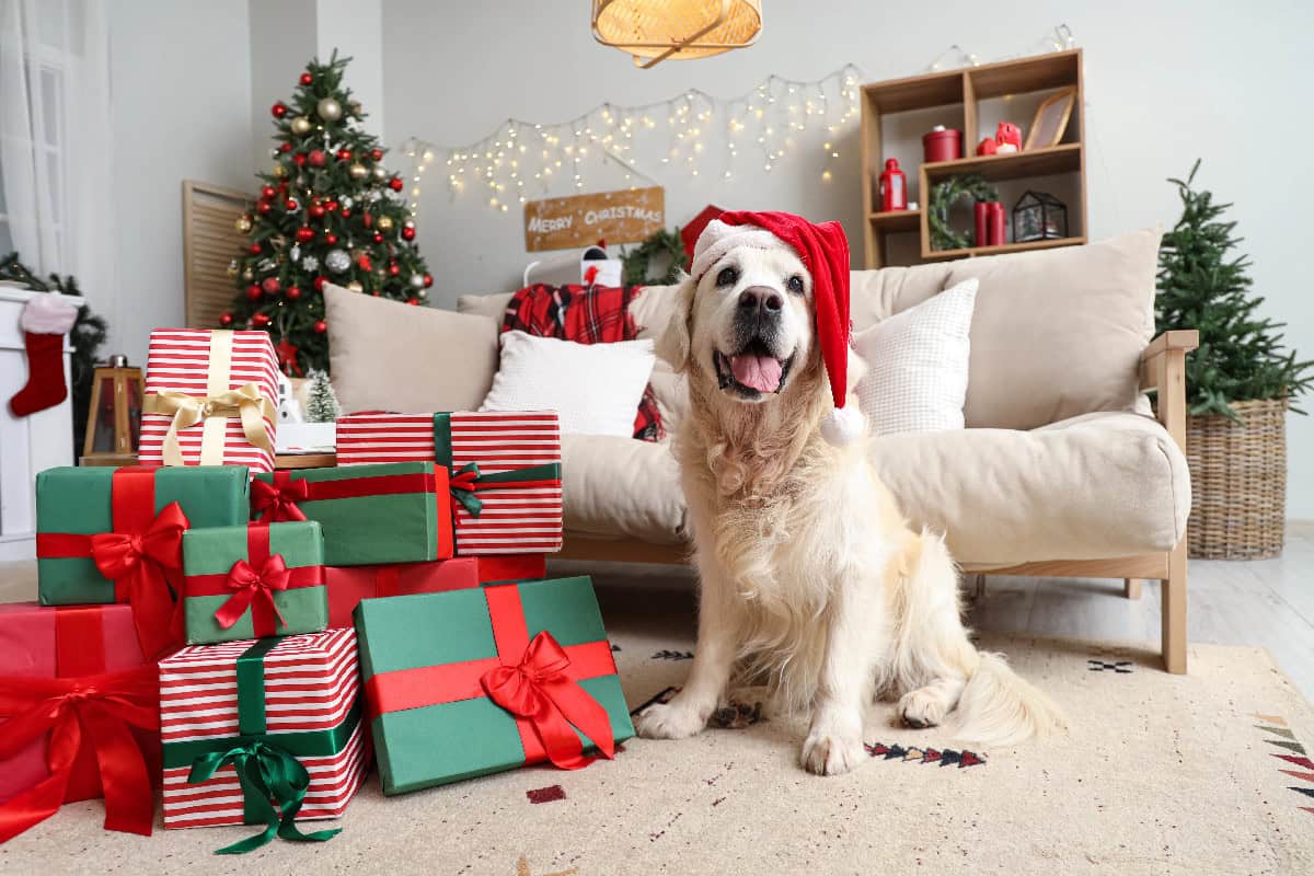 Golden retriever wearing a Santa hat sitting beside wrapped Christmas presents in a festive living room.