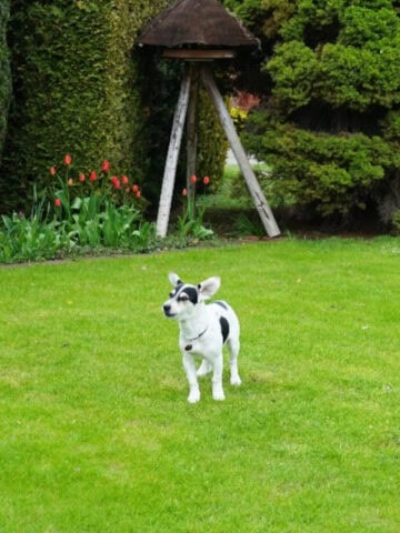 Small black-and-white dog standing on a lush green lawn in a backyard with trimmed hedges and blooming tulips.
