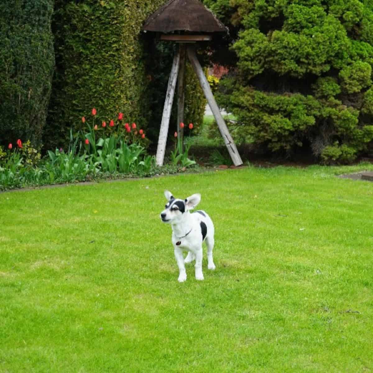 Small black-and-white dog standing on a lush green lawn in a backyard with trimmed hedges and blooming tulips.