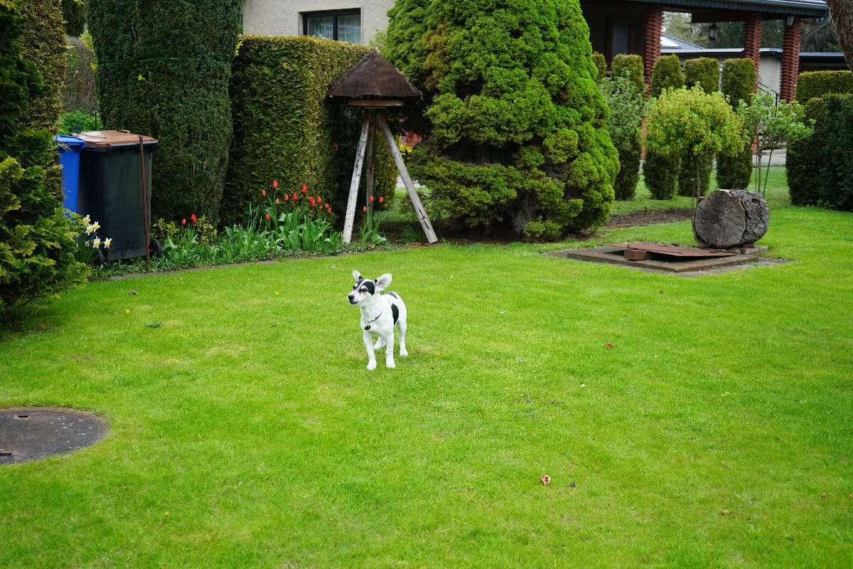 Black-and-white dog standing in a spacious, well-maintained backyard lawn with shrubs and flowers, showing a natural outdoor dog potty area.
