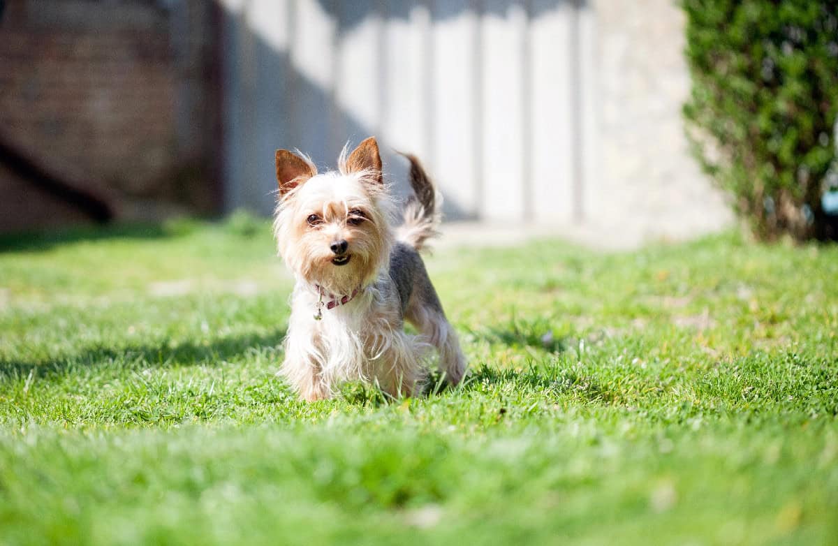 Small Yorkshire Terrier walking across a sunny grassy yard, demonstrating a clean and pet-friendly outdoor potty space.