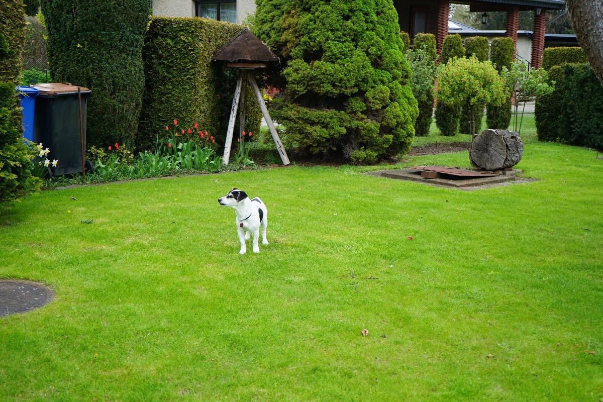 Small black-and-white dog standing on a green lawn in a landscaped backyard, highlighting a spacious grass potty area for dogs.