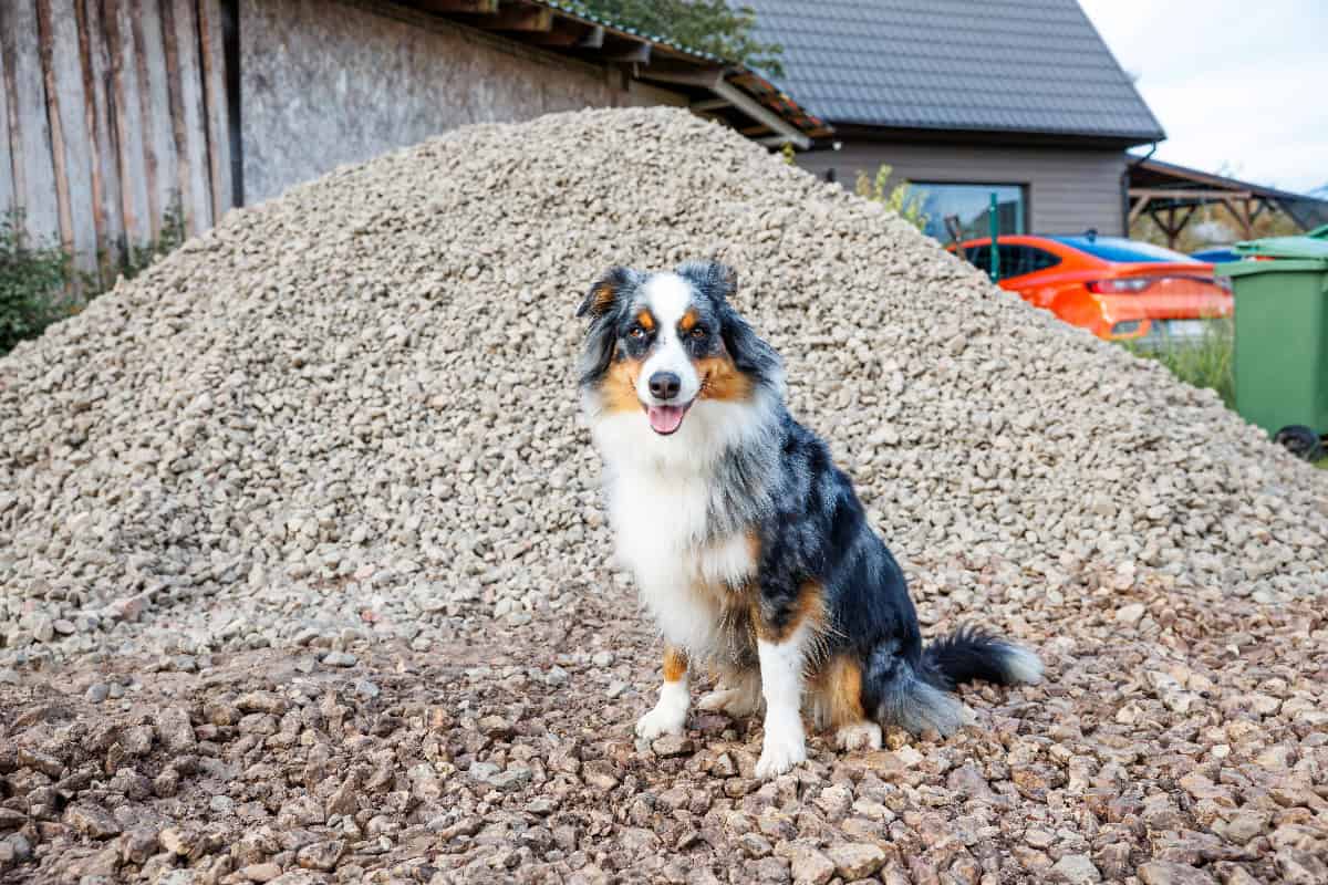 Australian Shepherd sitting on a gravel surface in front of a rock pile, showing a gravel dog potty area alternative for outdoor spaces.