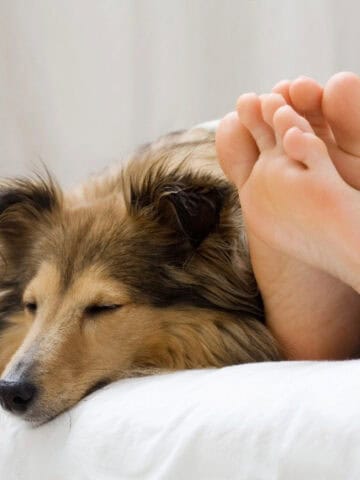 A relaxed dog naps peacefully beside a person's feet on a bed, showing trust, comfort, and a strong bond with its owner.