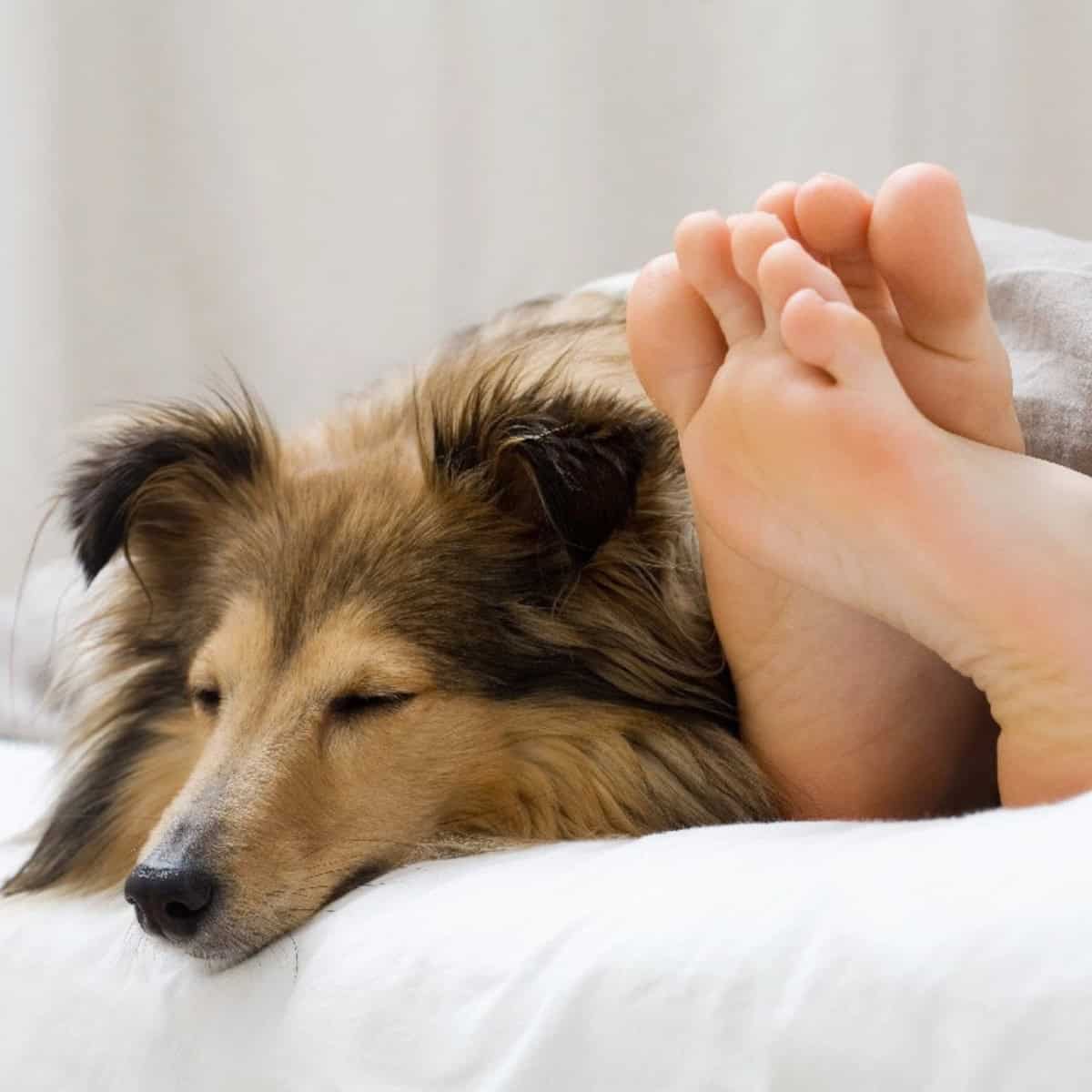 A relaxed dog naps peacefully beside a person's feet on a bed, showing trust, comfort, and a strong bond with its owner.