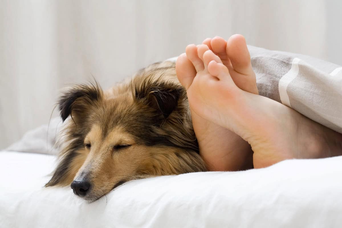 A content dog sleeps close to its owner's feet under a cozy blanket, demonstrating affection, security, and companionship.