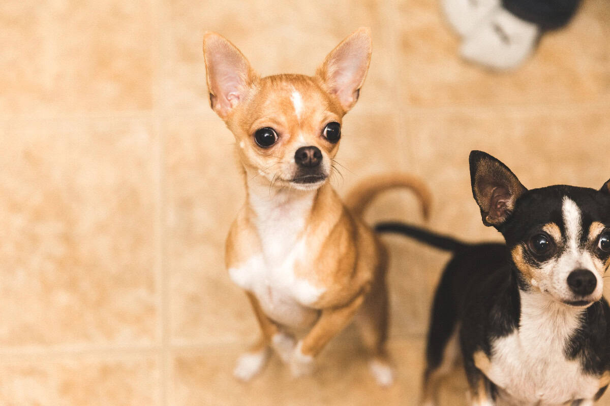 Two small dogs look up attentively at their owner with bright, curious eyes, showing trust, attention, and eagerness to interact.