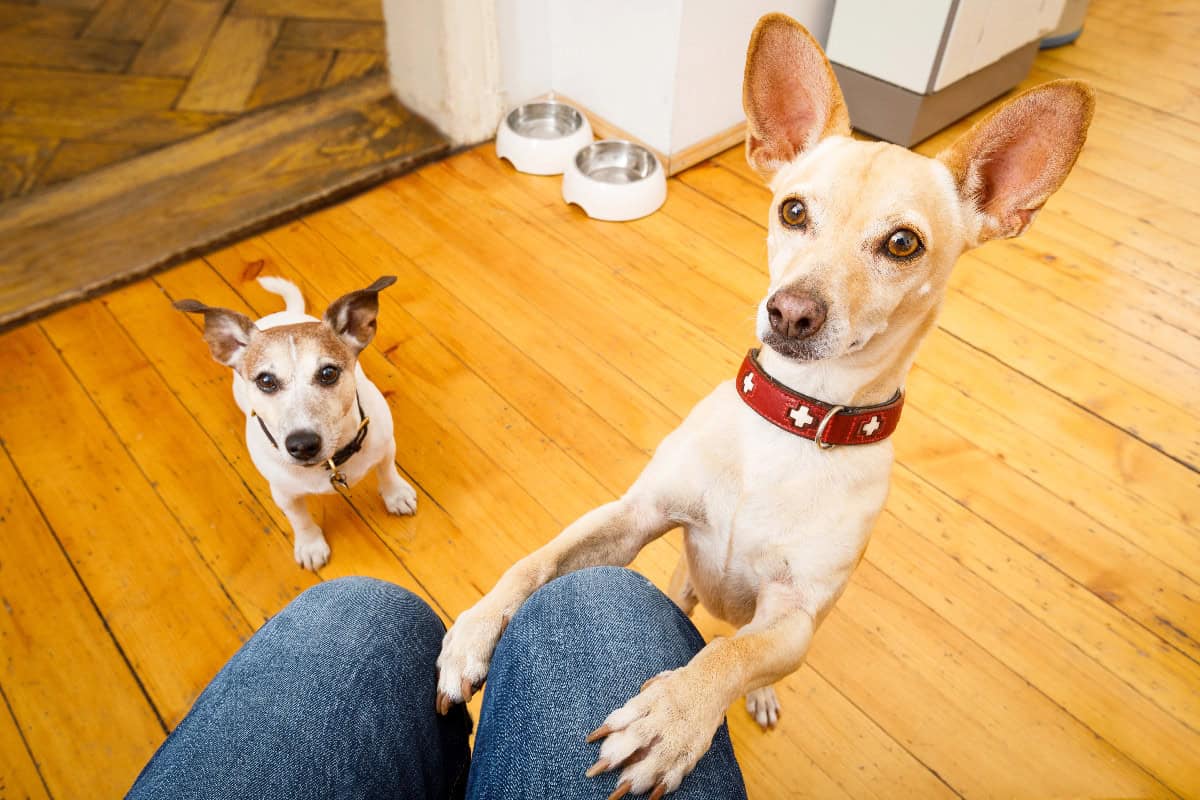 A small dog places its front paws on its owner's lap while making eye contact, showing affection, excitement, and a desire for attention, with another dog watching nearby.