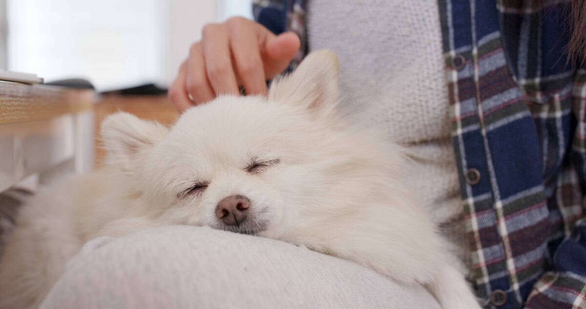 A fluffy white dog sleeps peacefully on its owner's lap while being gently petted, showing complete trust, comfort, and a loving bond.