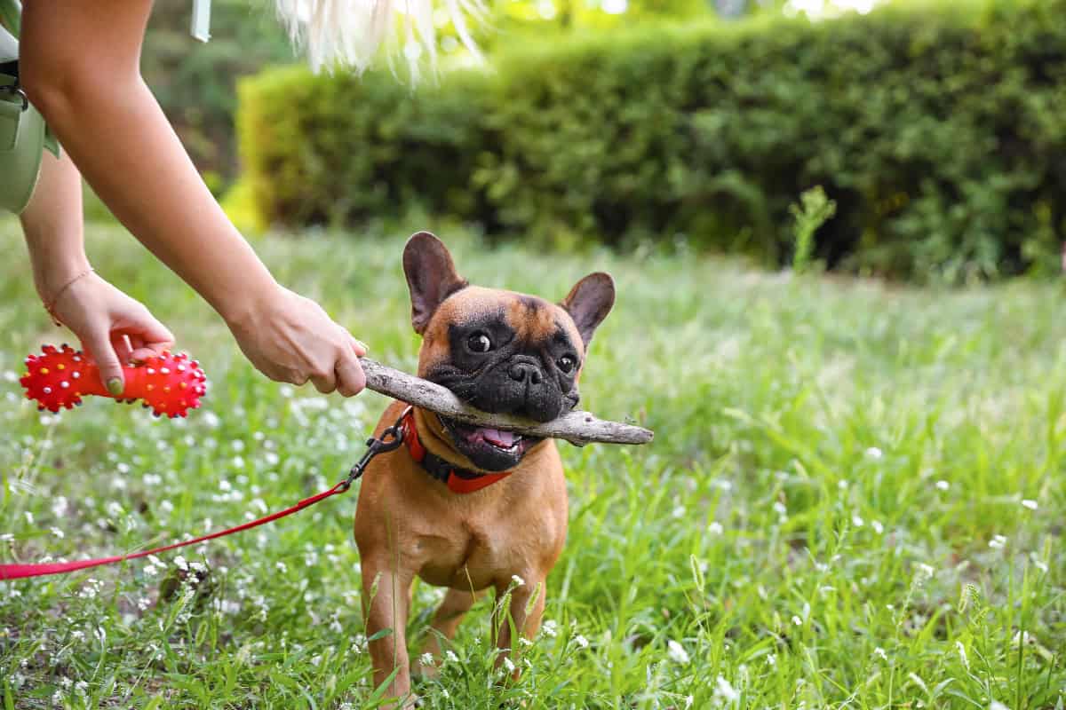 A playful French Bulldog happily holds a stick during a game of tug with its owner outdoors, showing excitement, engagement, and enjoyment of spending time together.
