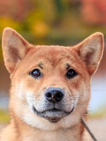 Close-up portrait of a Shiba Inu with alert ears and a fox-like face against a softly blurred autumn background.