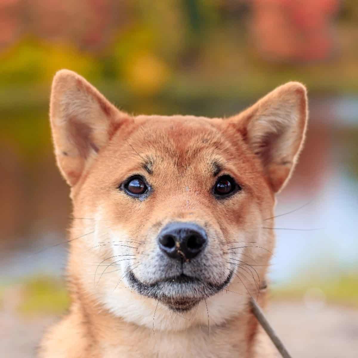 Close-up portrait of a Shiba Inu with alert ears and a fox-like face against a softly blurred autumn background.