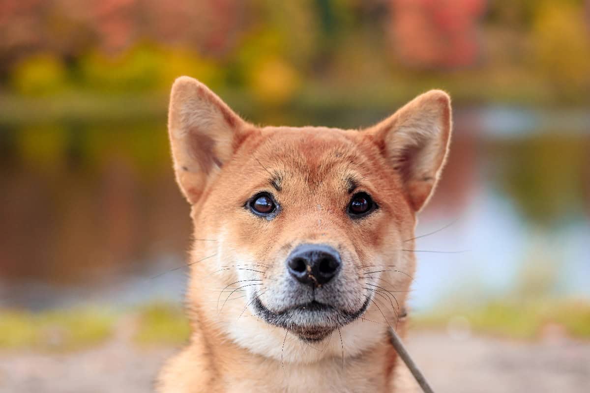 A Shiba Inu looks directly at the camera, showcasing its pointed ears, curled tail, and fox-like expression.