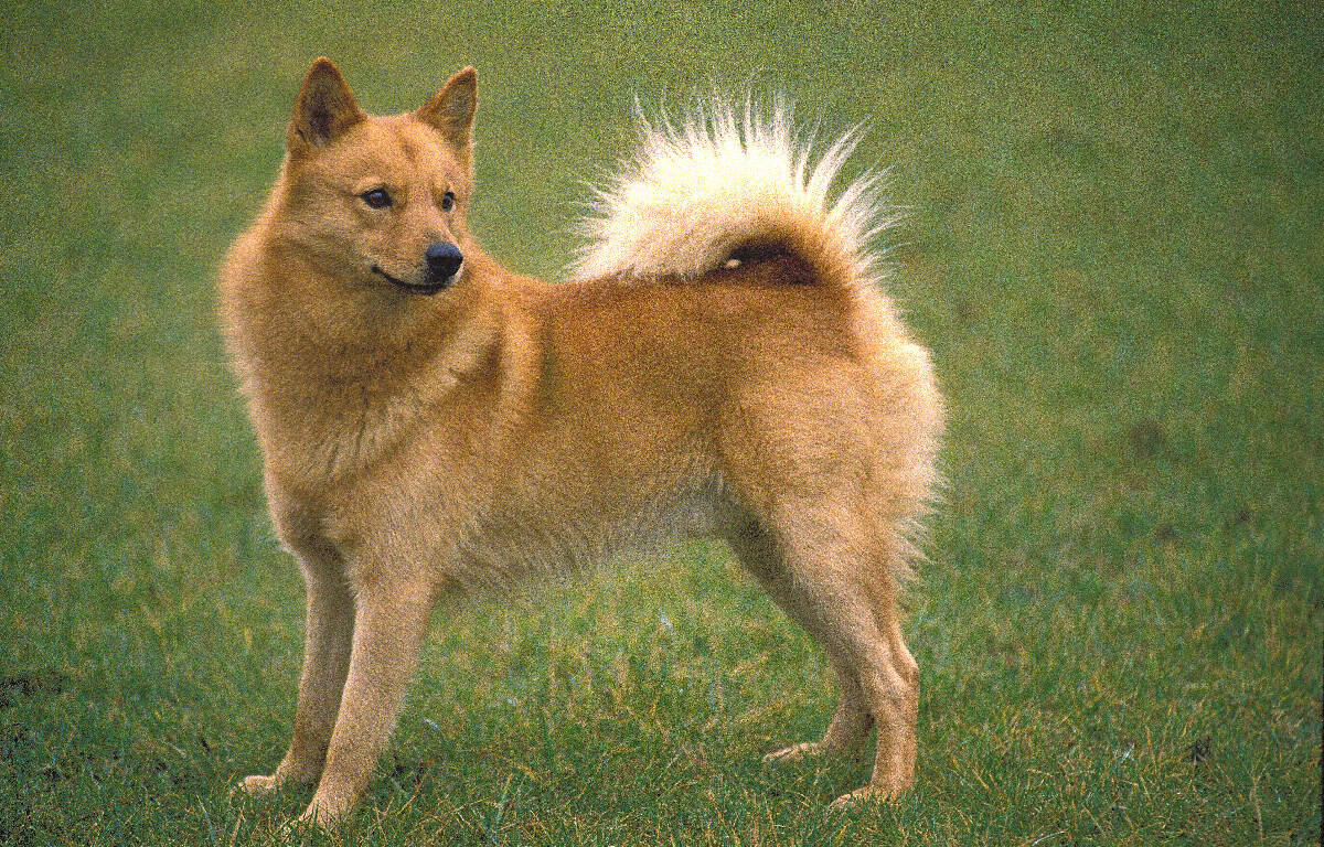 A Finnish Spitz stands on green grass, displaying its reddish coat, curled tail, and striking fox-like appearance.
