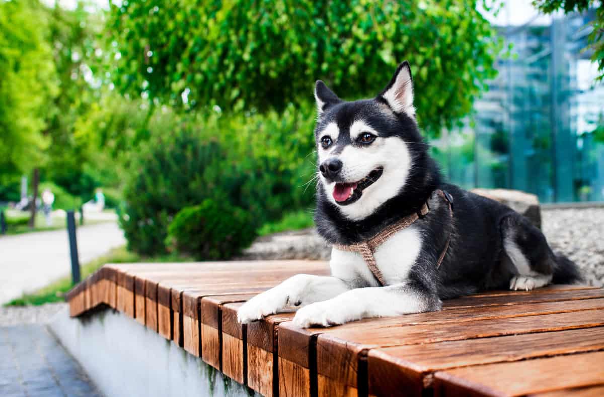 A black-and-white Alaskan Klee Kai relaxes on a wooden bench in a park, highlighting its fox-like features and upright ears.