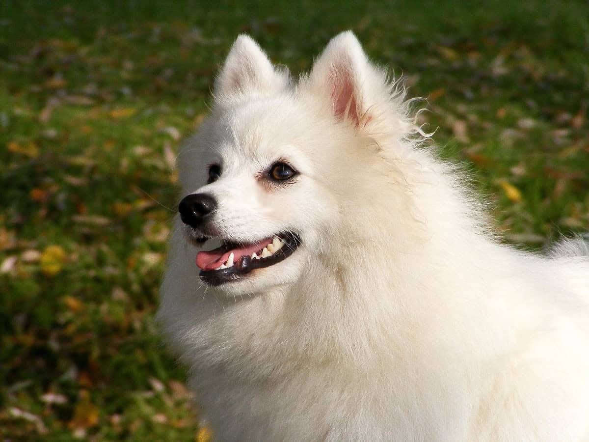 A fluffy white Japanese Spitz smiles outdoors, showing its pointed ears, thick coat, and fox-like face.