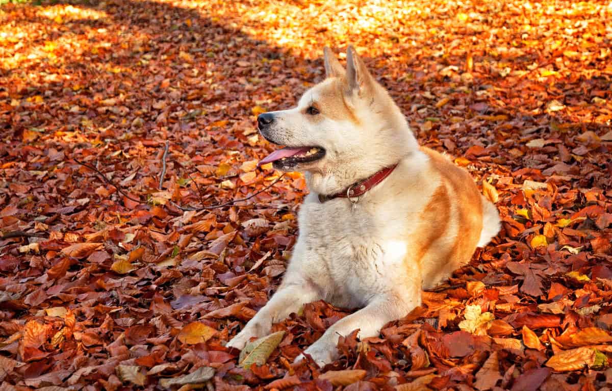 An Akita rests on a bed of colorful autumn leaves, displaying its broad fox-like face and dense double coat.