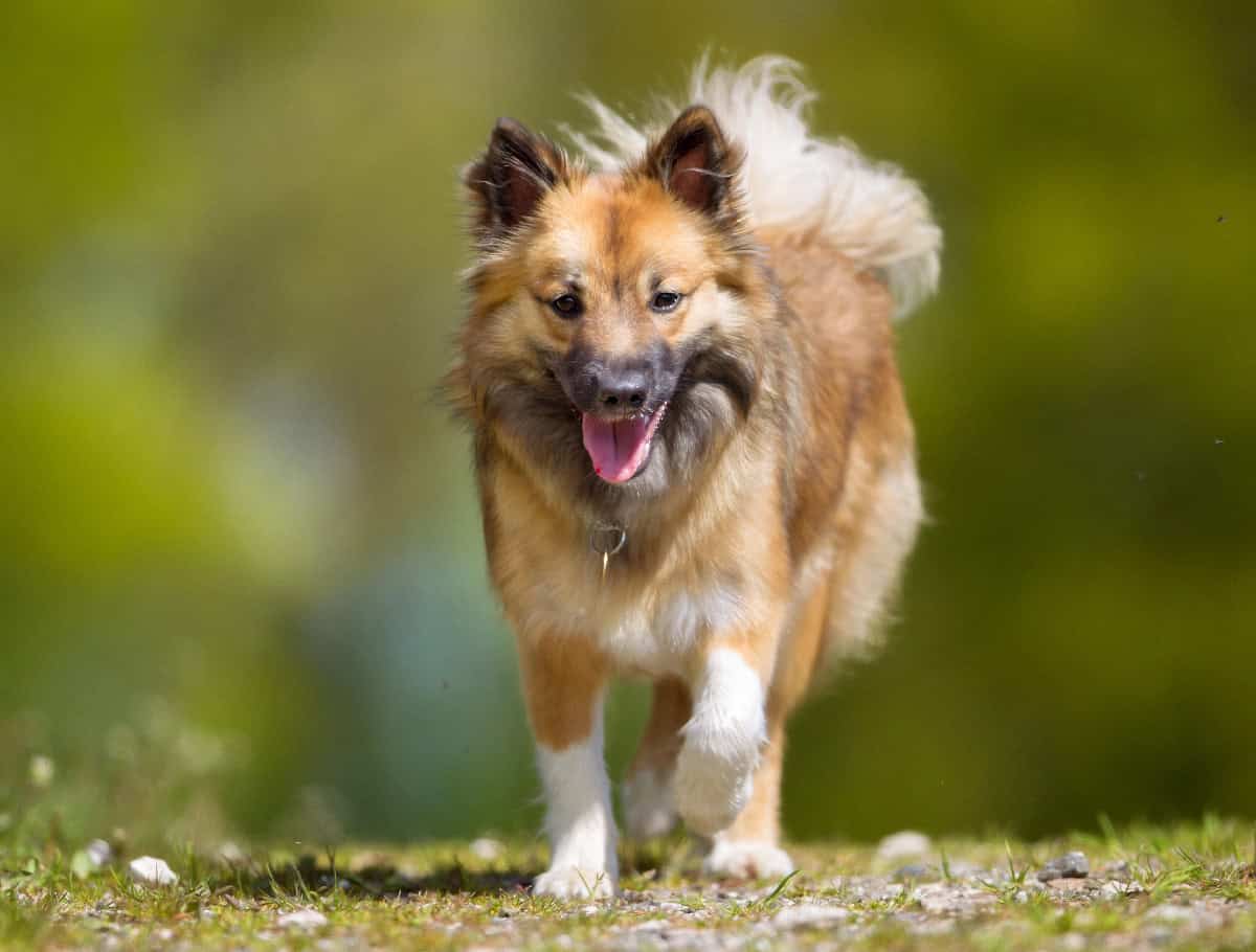 An Icelandic Sheepdog runs happily toward the camera, showing its fox-like face, fluffy coat, and curled tail.