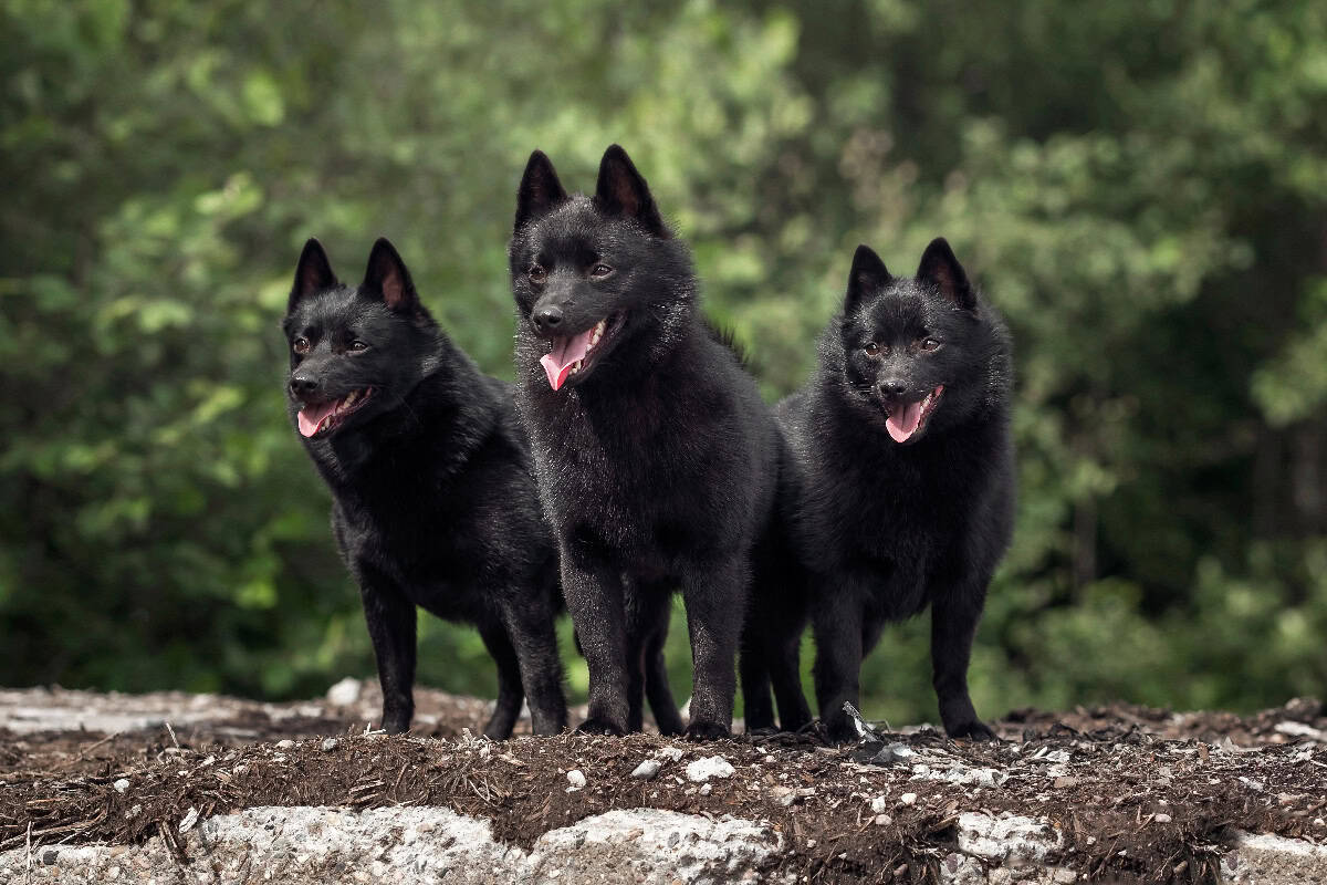 Three black Schipperkes stand together outdoors, displaying their compact size, pointed ears, and fox-like expressions.
