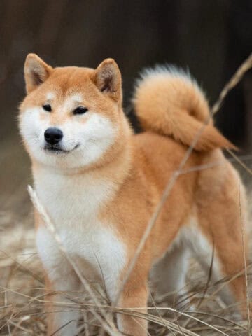 A Shiba Inu stands in tall grass, showcasing its tightly curled tail, compact build, and alert expression.