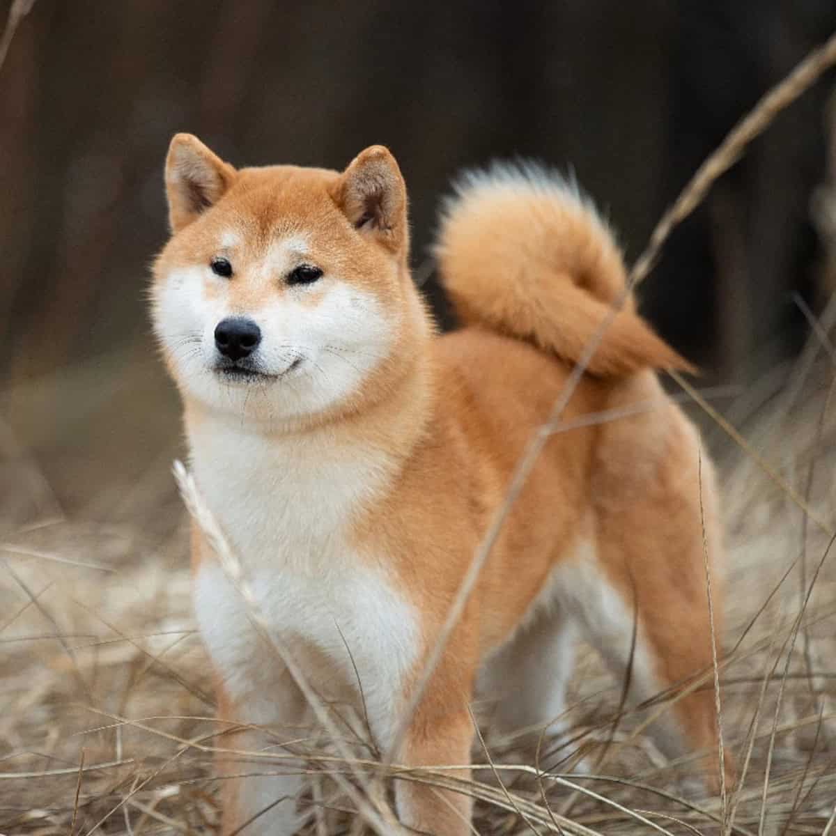 A Shiba Inu stands in tall grass, showcasing its tightly curled tail, compact build, and alert expression.