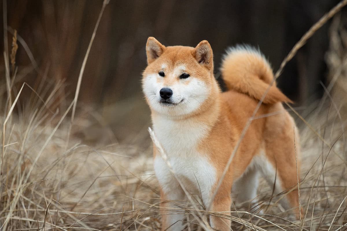 A red Shiba Inu poses outdoors, highlighting its signature curled tail, fox-like face, and thick double coat.