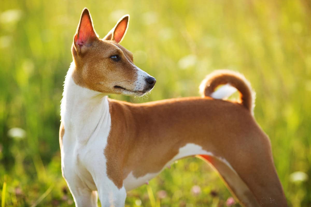 A Basenji stands in a sunny field, displaying its elegant build, curled tail, and sleek short coat.
