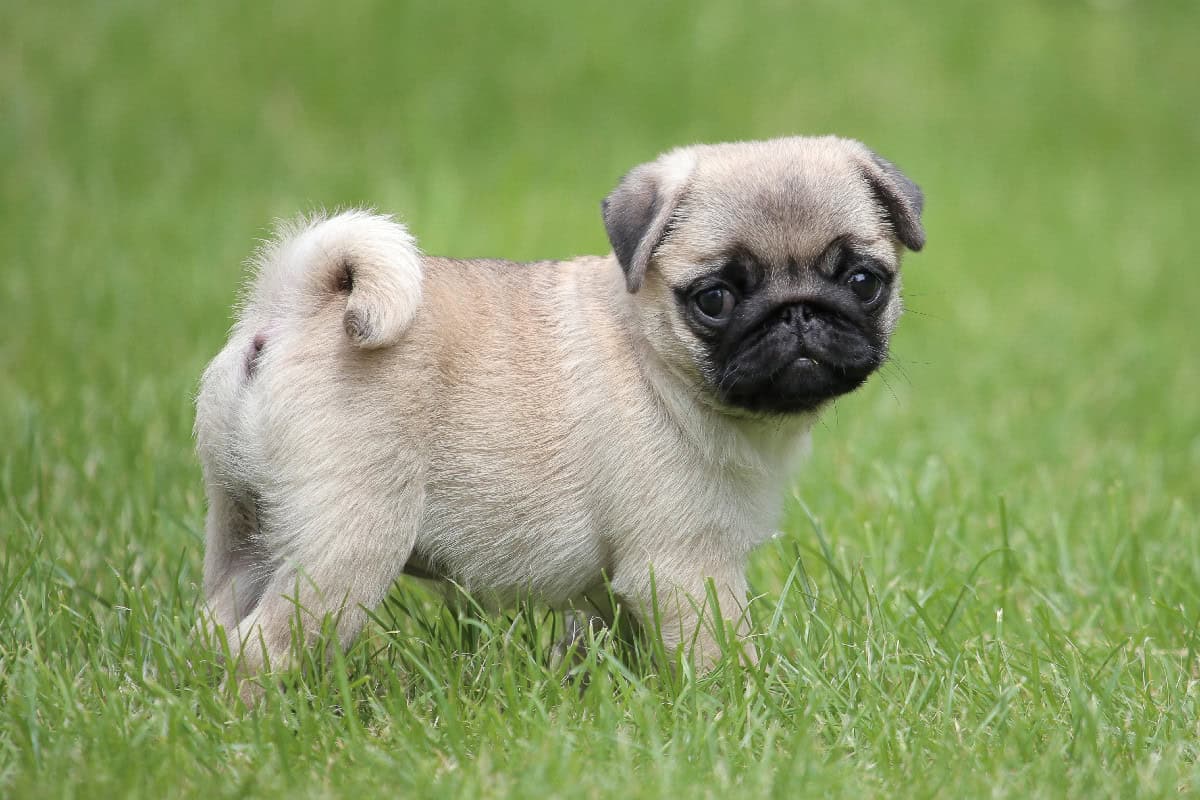 A fawn Pug puppy stands on green grass, showing its tightly curled tail and wrinkled face.